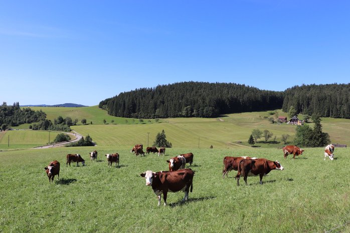 Vielfalt LandKultur