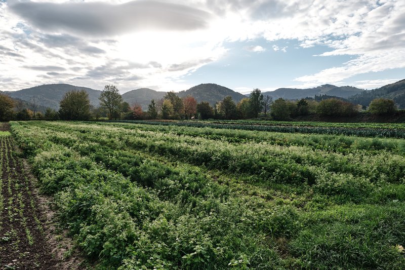 Eigene Wahrnehmungen erüben und entwickeln
