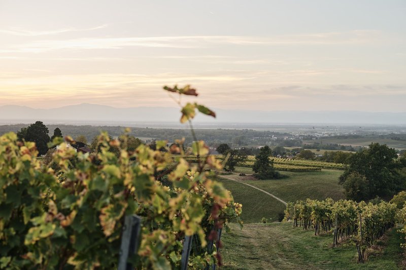 Vielseitige bäuerliche Landwirtschaft in Südbaden