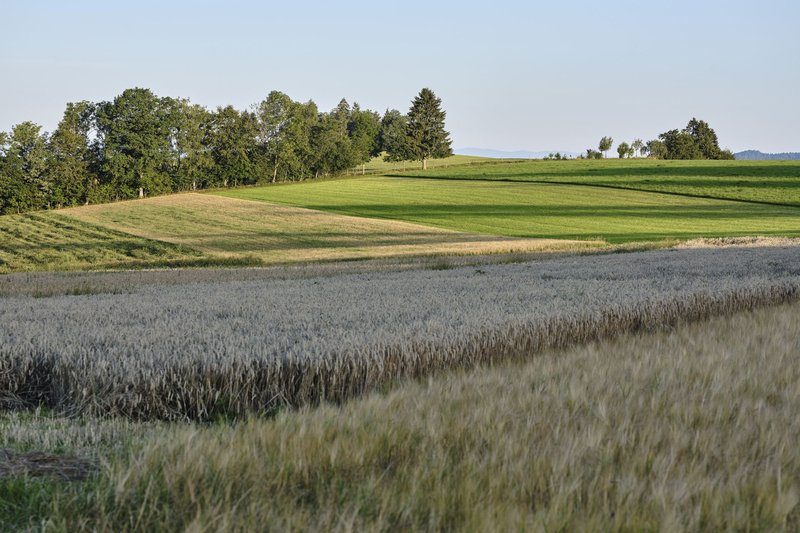 Vielseitige bäuerliche Landwirtschaft im Hochschwarzwald