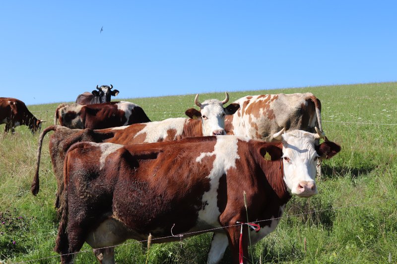 Weidehaltung im Schwarzwald