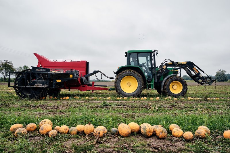 Kübiskernernte bei Vikifarms
