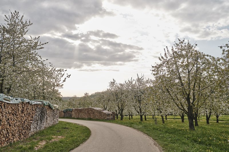 Kirschblüte bei Niedereggenen, Foto: Christoph Duepper
