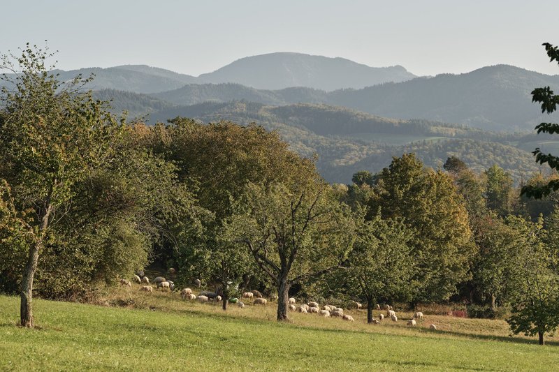 Bauerliche Kulturlandschaft in Südbaden