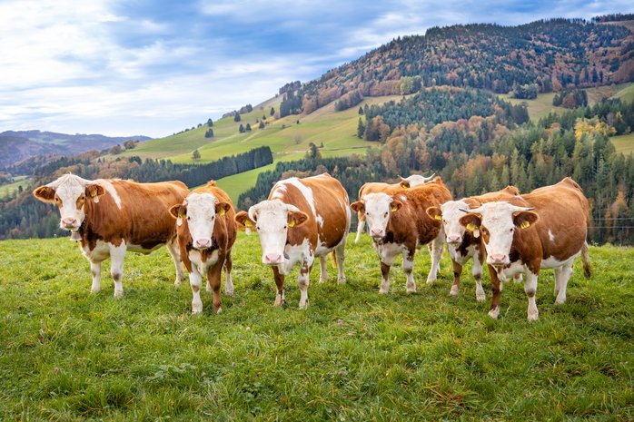 Schafe leisten wichtigen Beitrag für Landwirtschaft und Landschaftspflege