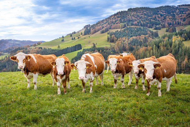 Vielfalt bewahren: Das Hinterwälder Rind