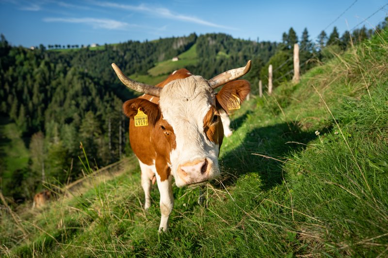 Hinterwälderkuh im Schwarzwald, Foto: Johanna Pietschmann