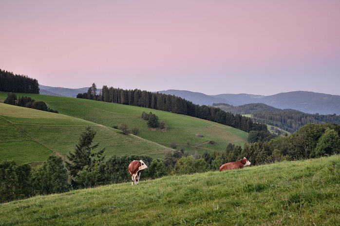 Von wenigen Pionieren zum Erfolgsmodell