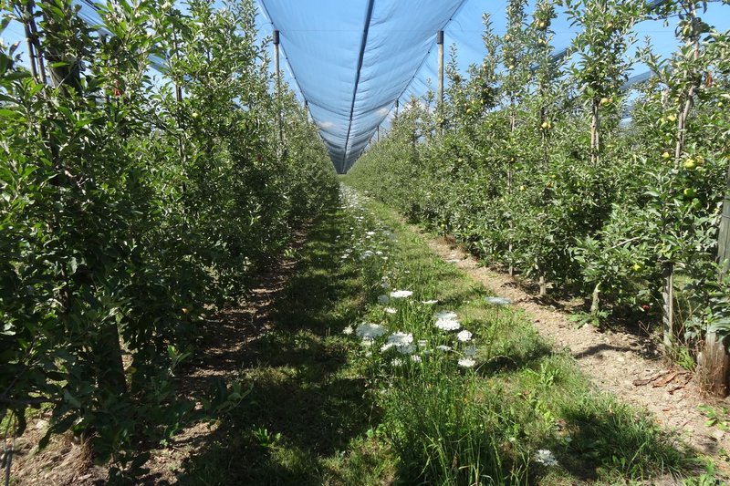 Blühstreifen im Apfelanbau