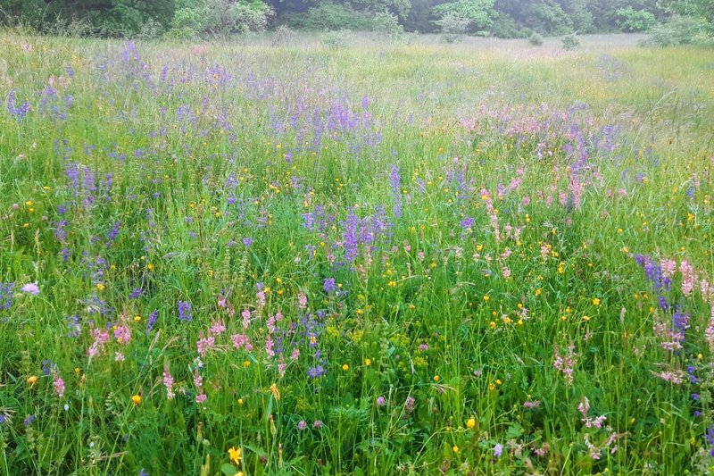 Auf dem Bruderhof beim Wiesenmeisterschaftgewinner Markus Binninger, Foto: Annika Burger