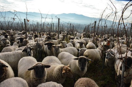 Schafe beweiden den Weinberg