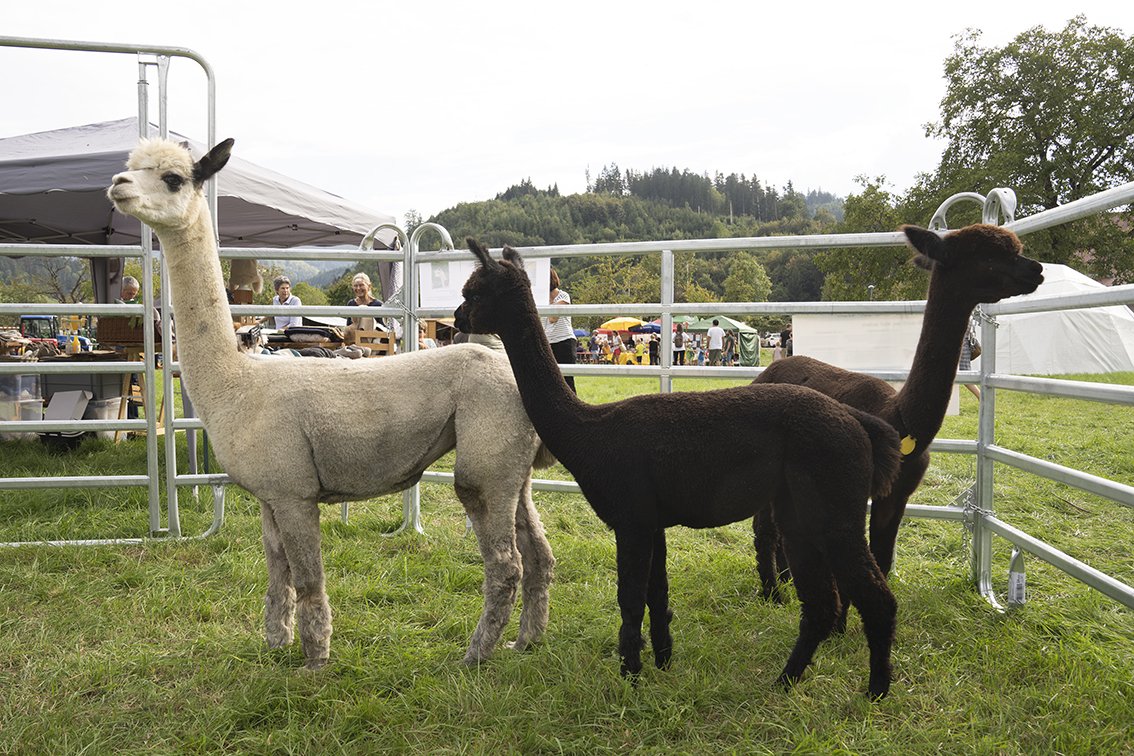 Tier Ausstellung: Zastlertal-Alpaka direkt neben dem Alpak-Produkte Verkaufsstand