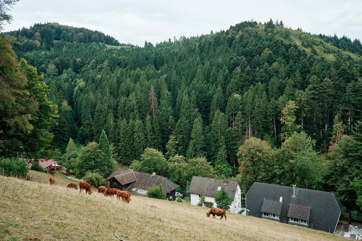 Gütlehof<Br>Familie Thomas Wiesler