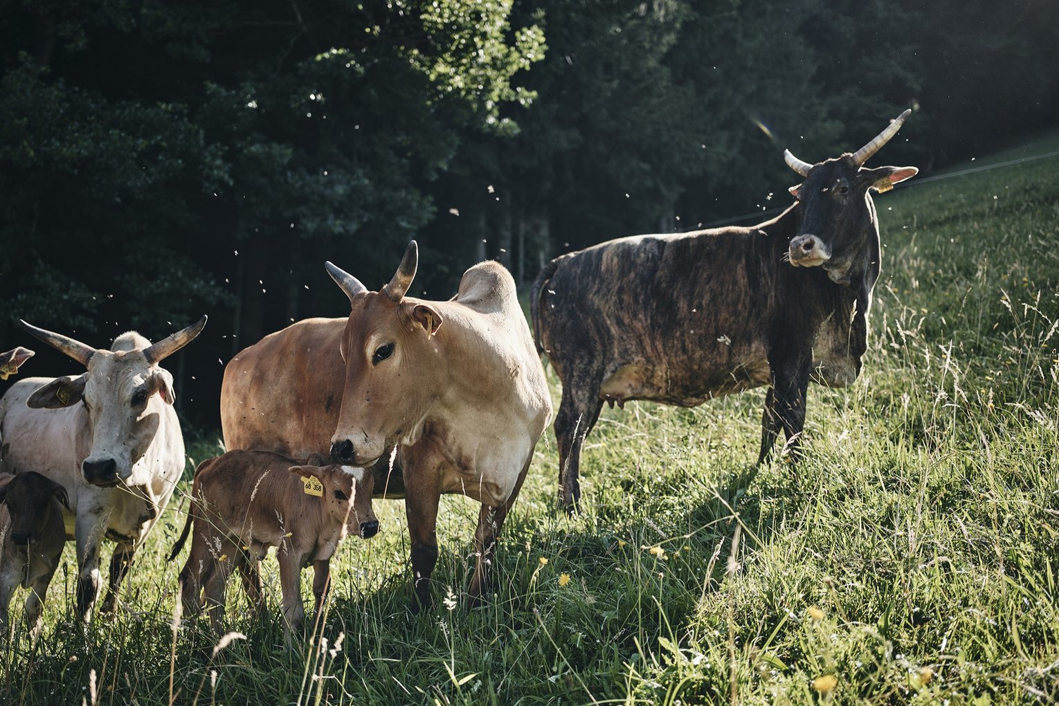 Wolfsteigehof<Br>Familie Simon Schwär und Team