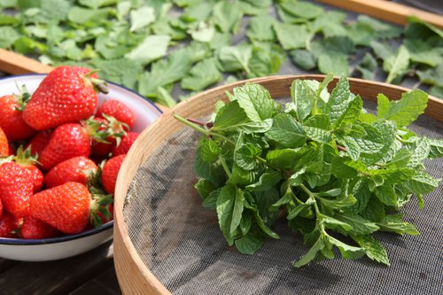 Minze, Erdbeeren und Salbei aus dem Bauerngarten