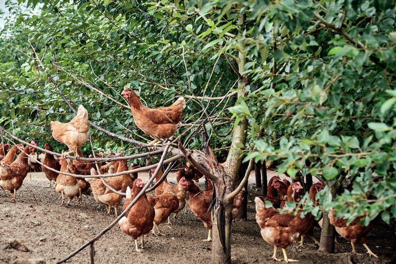 Hühnerweide auf dem Breghof mit Baumbepflanzung. Foto: Christoph Duepper